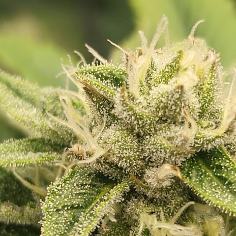 Super Zoldier Serum 2 growlog timeline photo