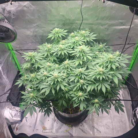 Green Crack growlog timeline photo