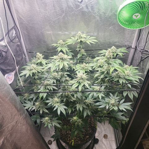 Super Zoldier Serum 2 growlog timeline photo