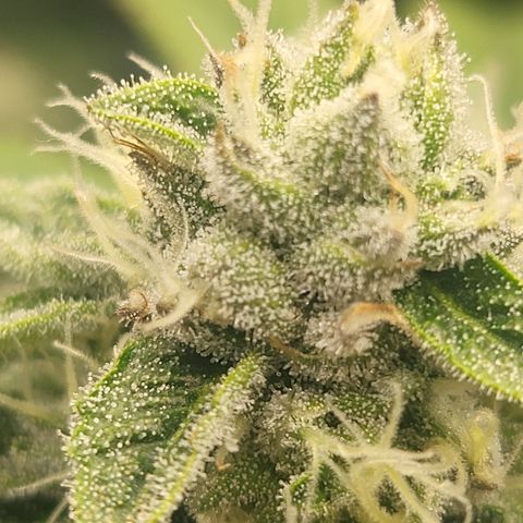 Super Zoldier Serum 2 growlog timeline photo