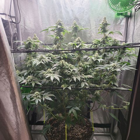 Super Zoldier Serum 2 growlog timeline photo