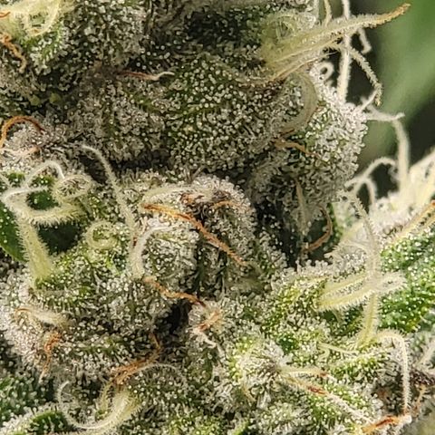 Super Zoldier Serum 2 growlog timeline photo