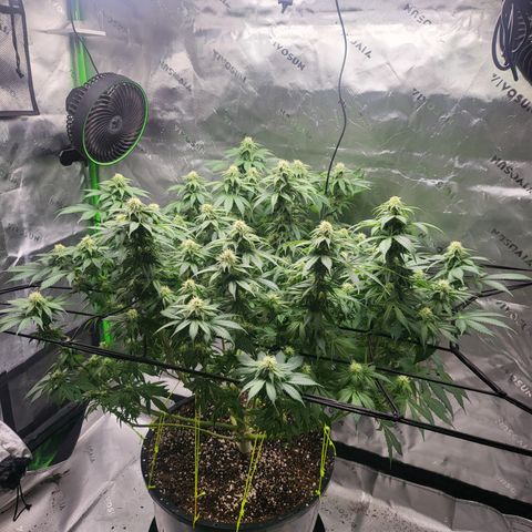 Green Crack growlog timeline photo