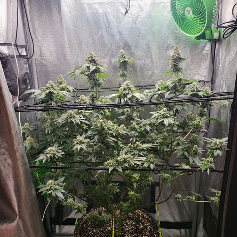 Super Zoldier Serum 2 growlog timeline photo