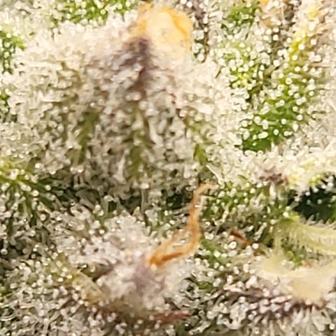 Super Zoldier Serum 2 growlog timeline photo