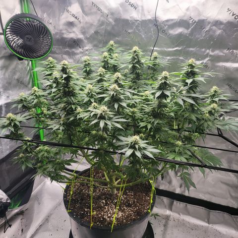 Green Crack growlog timeline photo