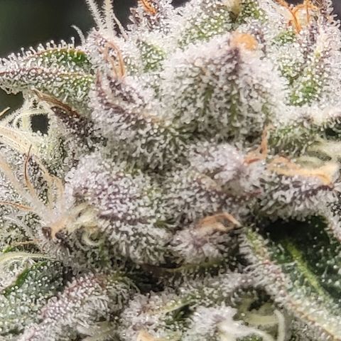 Super Zoldier Serum 2 growlog timeline photo