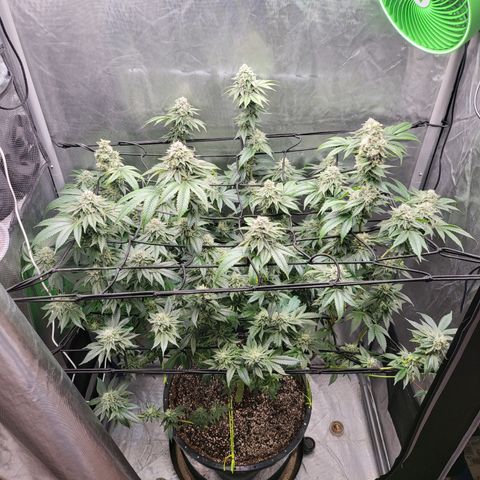 Super Zoldier Serum 2 growlog timeline photo