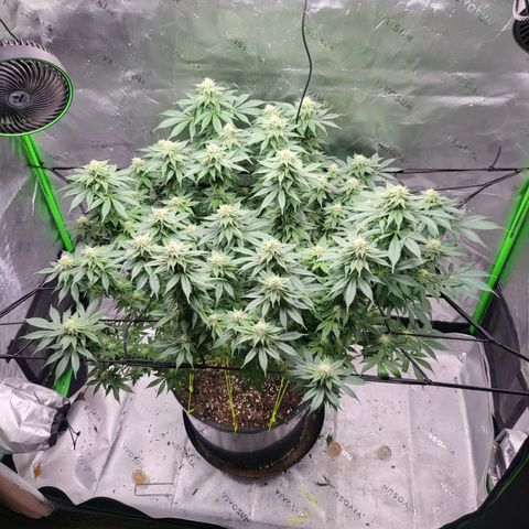 Green Crack growlog timeline photo