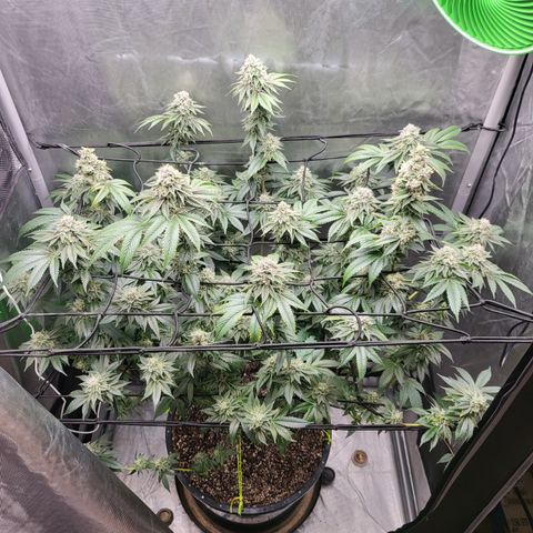 Super Zoldier Serum 2 growlog timeline photo
