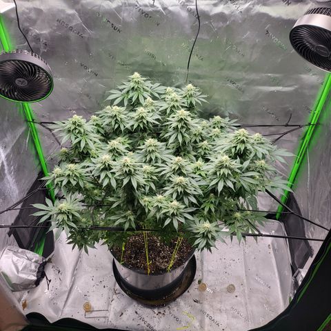 Green Crack growlog timeline photo
