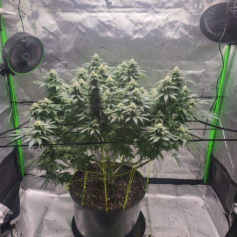Green Crack growlog timeline photo