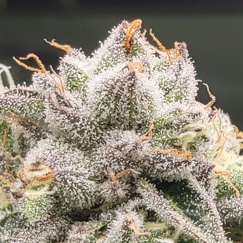 Super Zoldier Serum 2 growlog timeline photo