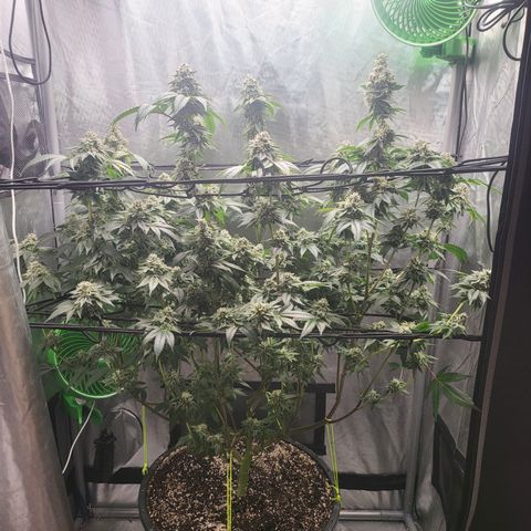 Super Zoldier Serum 2 growlog timeline photo