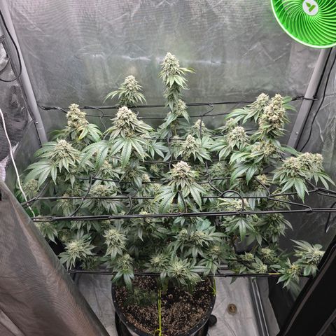 Super Zoldier Serum 2 growlog timeline photo