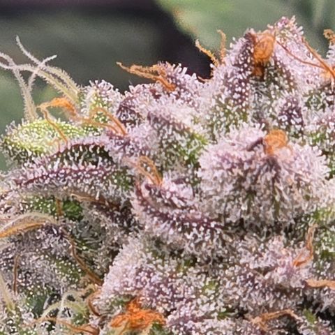 Super Zoldier Serum 2 growlog timeline photo
