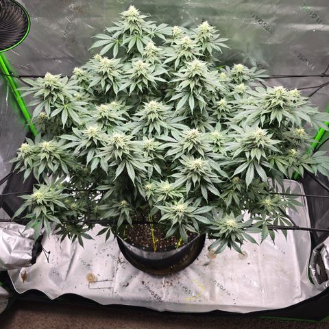 Green Crack growlog timeline photo