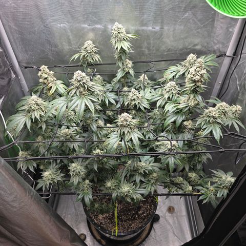 Super Zoldier Serum 2 growlog timeline photo