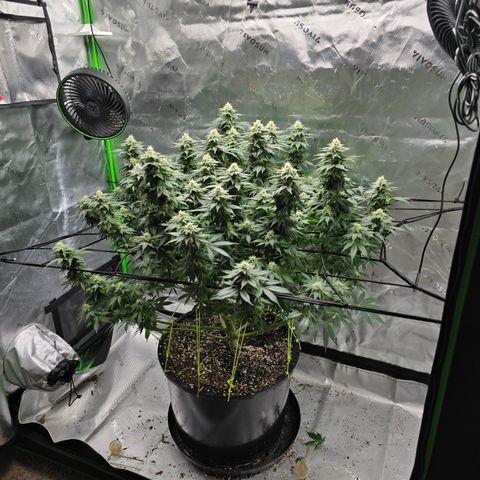 Green Crack growlog timeline photo