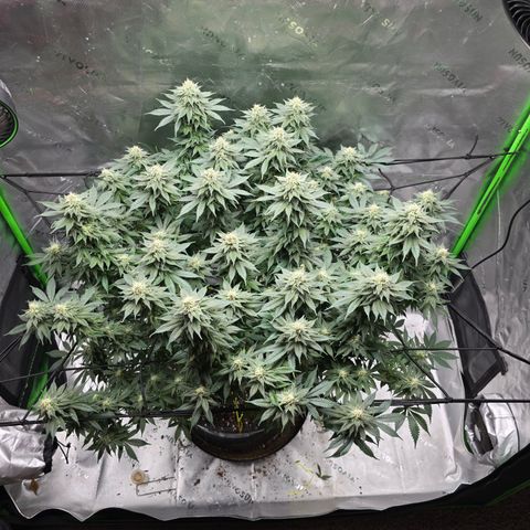 Green Crack growlog timeline photo