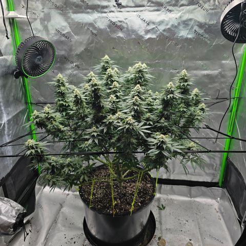 Green Crack growlog timeline photo