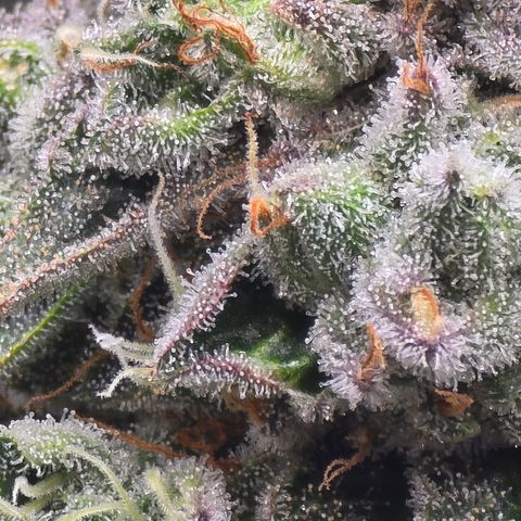 Super Zoldier Serum 2 growlog timeline photo