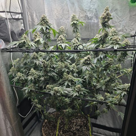 Super Zoldier Serum 2 growlog timeline photo