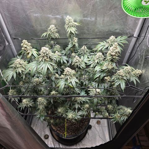 Super Zoldier Serum 2 growlog timeline photo