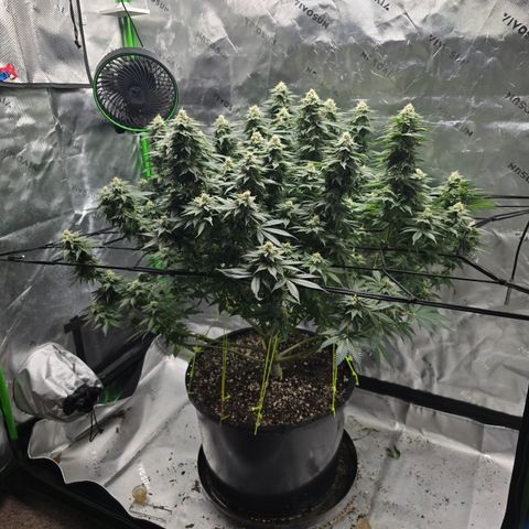 Green Crack growlog timeline photo