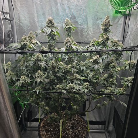 Super Zoldier Serum 2 growlog timeline photo