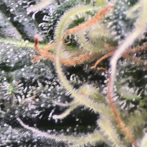 Green Crack growlog timeline photo