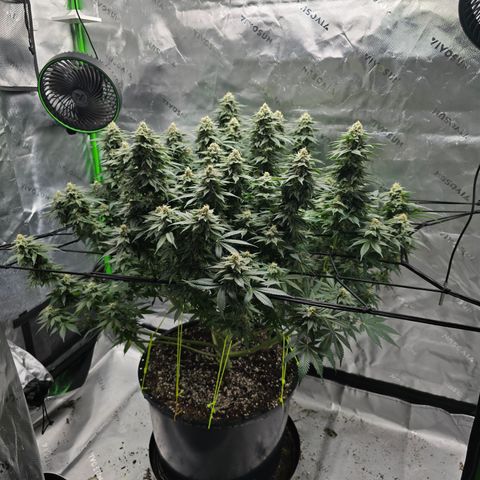 Green Crack growlog timeline photo