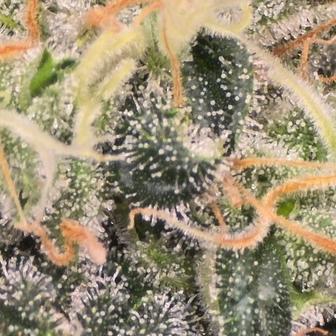Green Crack growlog timeline photo
