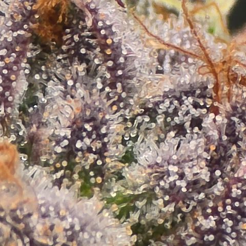 Super Zoldier Serum 2 growlog timeline photo