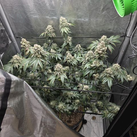 Super Zoldier Serum 2 growlog timeline photo