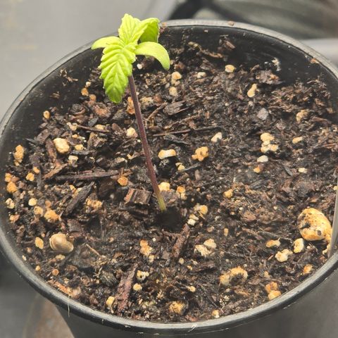 Grape Octane  growlog timeline photo