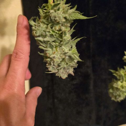 Super Zoldier Serum 2 growlog timeline photo