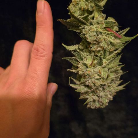 Super Zoldier Serum 2 growlog timeline photo