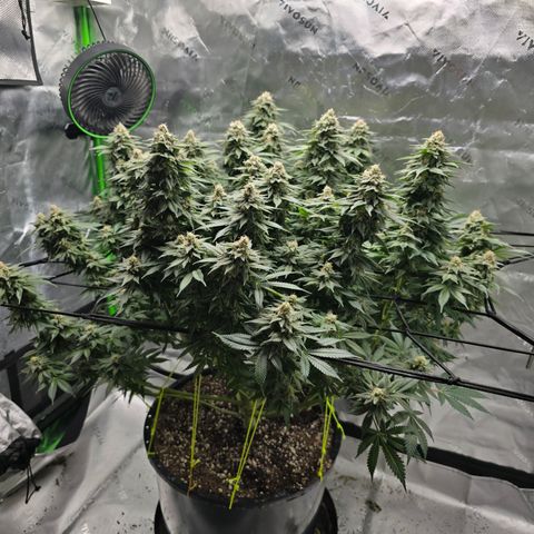 Green Crack growlog timeline photo