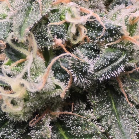 Green Crack growlog timeline photo