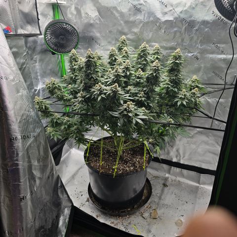 Green Crack growlog timeline photo