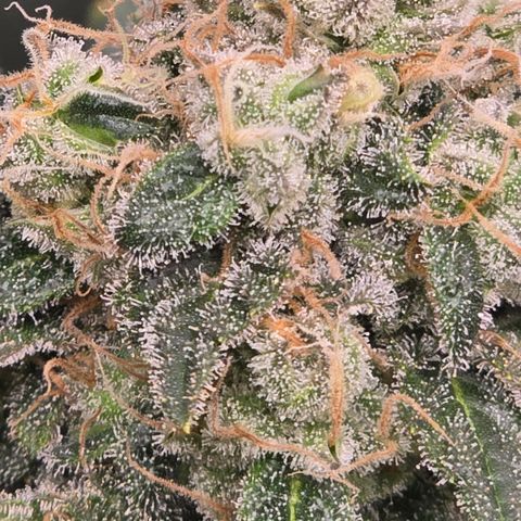 Green Crack growlog timeline photo