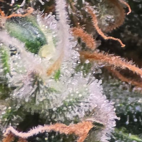 Green Crack growlog timeline photo