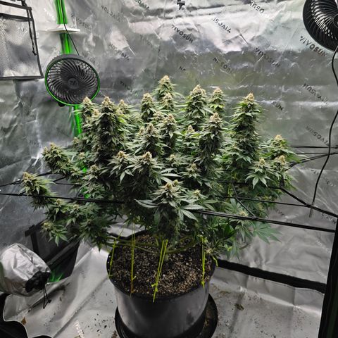 Green Crack growlog timeline photo