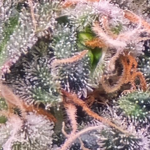Green Crack growlog timeline photo