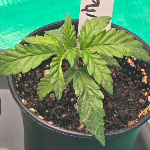 Collie Man Kush growlog timeline photo