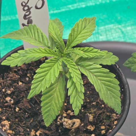 Grape Octane  growlog timeline photo