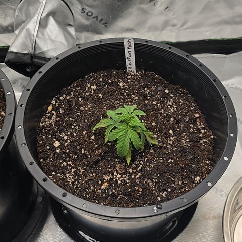 Collie Man Kush growlog photo: Transplanted 