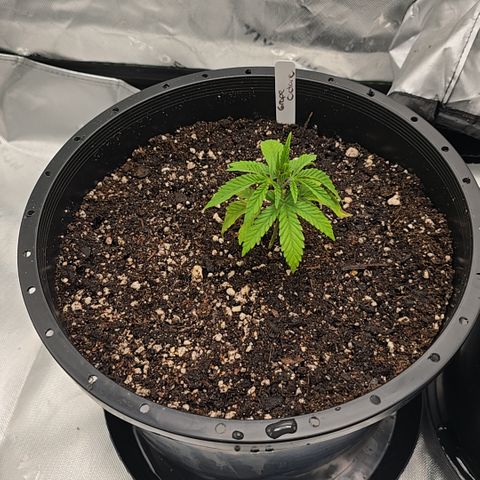 Grape Octane  growlog photo: Transplanted 