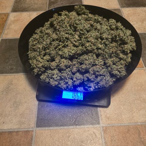 Super Zoldier Serum 2 growlog photo: 186g